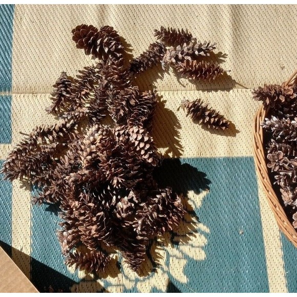 Pine Cones, White Pine, 20 count Eastern Michigan Hand picked in nature 3-7" - Picture 3 of 8